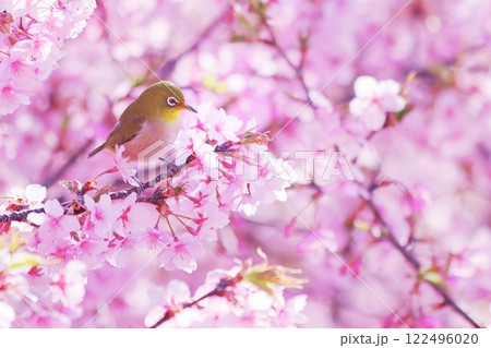 満開の河津桜と可愛いメジロ 122496020