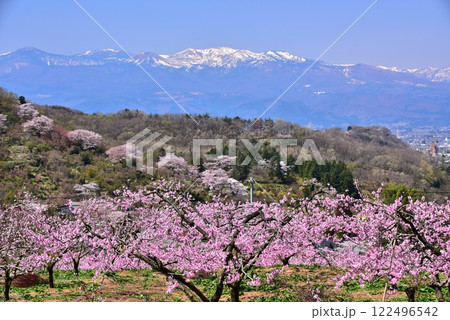 雪山と桃の花 雪山と桃の花 122496542