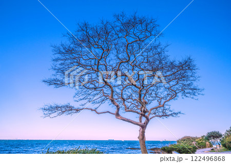 日本の横須賀都市景観　観音崎に立つ観音埼灯台までの道順-6B　 122496868