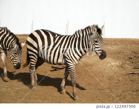 グラントシマウマのおさんぽ 122497300