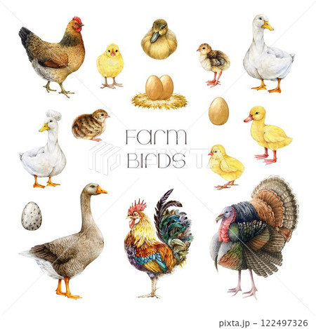 Hand drawn realistic farm birds watercolor illustration set. Hen, chicken, duck, goose, turkey and rooster vintage style painted collection isolated on white background. Cute farm bird painted set 122497326