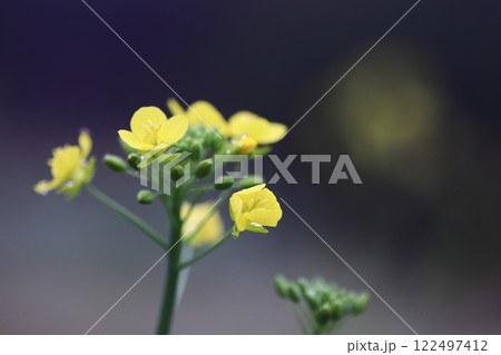 春の菜の花と水滴 122497412