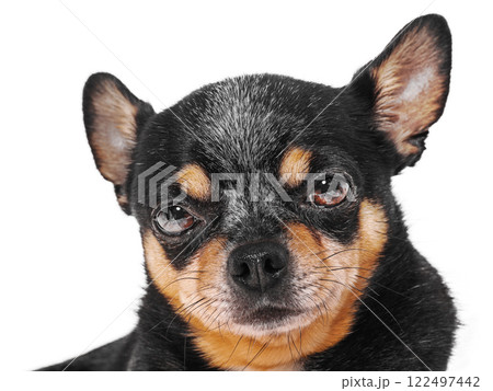 Dog tricolor black, red and white color. Chihuahua isolate. Dog tricolor black, red and white color. Chihuahua isolate. 122497442