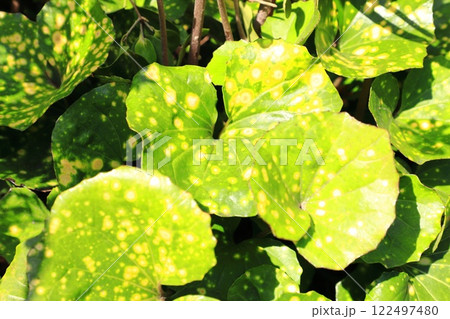 黄色い斑入りのツワブキの葉 「青軸天星」(あおじくてんぼし) 黄色い斑入りのツワブキの葉 「青軸天星」(あおじくてんぼし) 122497480