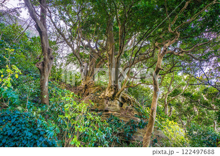 日本の横須賀都市景観　観音崎に立つ観音埼灯台までの道順-24 122497688