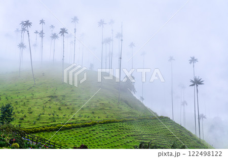 Hill with giant Quindio wax palms in Valle de Cocora, Quindio, Colombia Hill with giant Quindio wax palms in Valle de Cocora, Quindio, Colombia 122498122