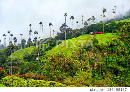 Giant tall Quindio wax palms in Cocora Valley, Quindio, Colombia 122498127