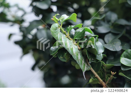 クローズアップ撮影したスズメガの幼虫 122498624