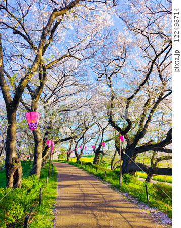 権現堂桜堤 122498714