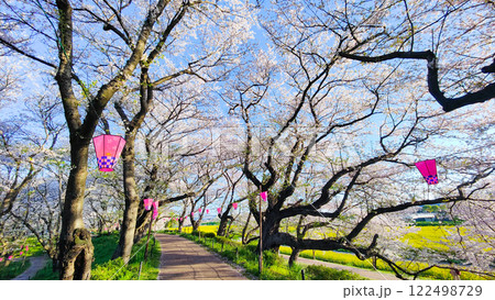 権現堂桜堤 122498729