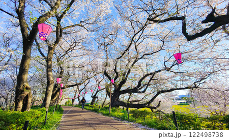 権現堂桜堤 権現堂桜堤 122498738