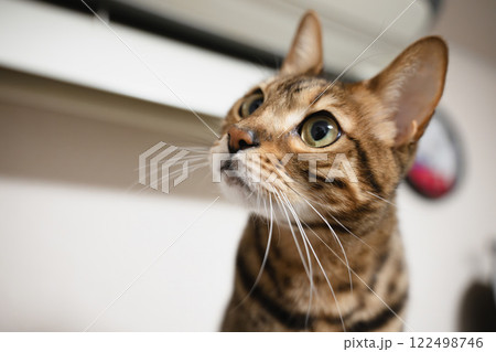 無邪気な猫 ベンガル 家猫 無邪気な猫 ベンガル 家猫 122498746