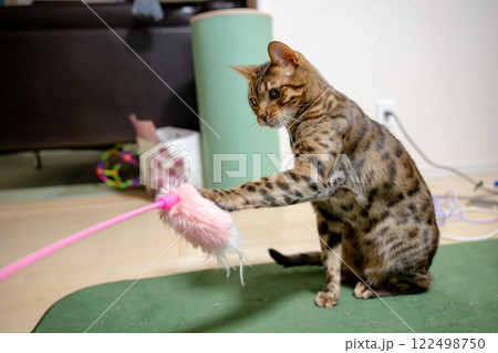 無邪気な猫 ベンガル 家猫 無邪気な猫 ベンガル 家猫 122498750