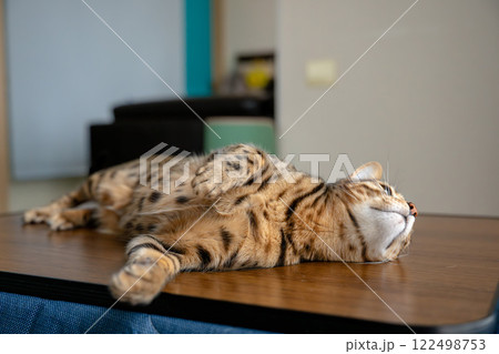 無邪気な猫　ベンガル　家猫 122498753