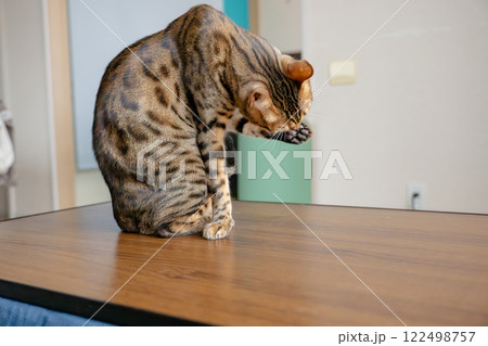 無邪気な猫 ベンガル 家猫 無邪気な猫 ベンガル 家猫 122498757
