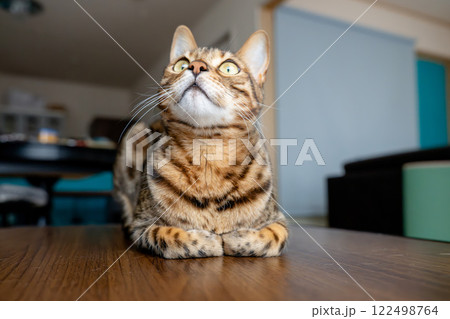 無邪気な猫 ベンガル 家猫 無邪気な猫 ベンガル 家猫 122498764