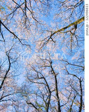 桜と青空　（権現堂桜堤にて） 122498813