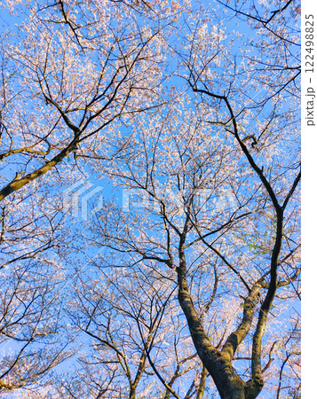 桜と青空 (権現堂桜堤にて) 桜と青空 (権現堂桜堤にて) 122498825