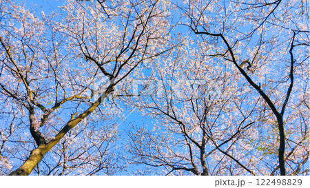 桜と青空　（権現堂桜堤にて） 122498829