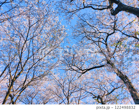 桜と青空 (権現堂桜堤にて) 桜と青空 (権現堂桜堤にて) 122498832