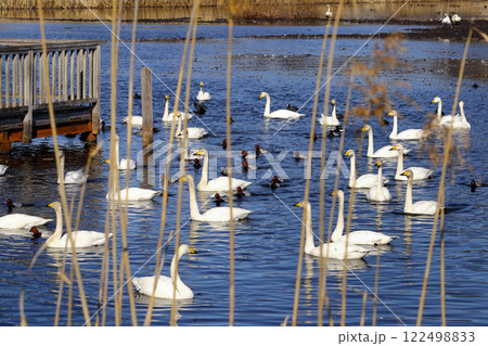 ロマンチック茨城（五線譜のようなヨシ草に白鳥の音符が奏でる。）茨城の白鳥渡来地の一つ小美玉市、池花池 122498833
