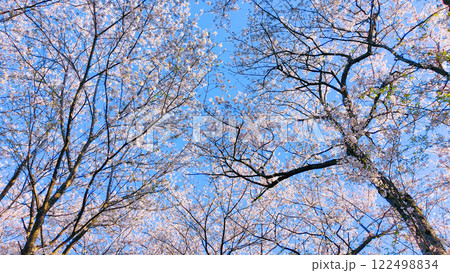 桜と青空 (権現堂桜堤にて) 桜と青空 (権現堂桜堤にて) 122498834