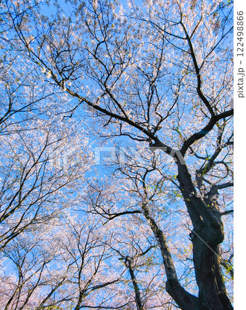 桜と青空 (権現堂桜堤にて) 桜と青空 (権現堂桜堤にて) 122498866