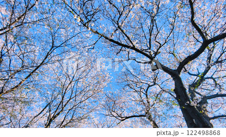 桜と青空 (権現堂桜堤にて) 桜と青空 (権現堂桜堤にて) 122498868