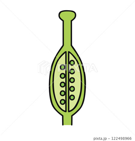 被子植物 122498966