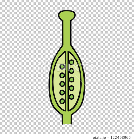 被子植物 122498966