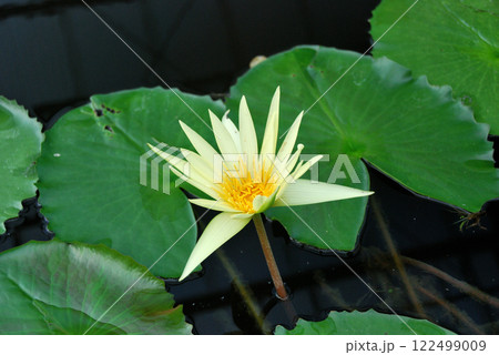 黄色いスイレン 122499009