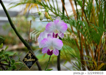 ピンクのかわいいラン 122499010