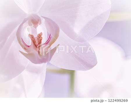 Pale purple orchid phalaenopsis flower, macro. Floral background Pale purple orchid phalaenopsis flower, macro. Floral background 122499269