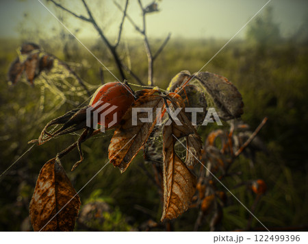 Wild rose hips entangled in a web of small drops of morning dew on branches with yellow leaves in an autumn field Wild rose hips entangled in a web of small drops of morning dew on branches with yellow leaves in an autumn field 122499396