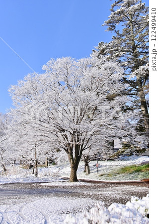 初雪の朝の治田公園の白い花咲く楓の大木 122499410