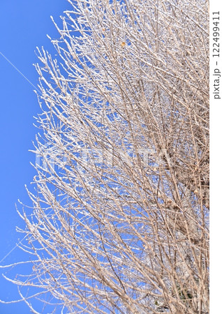 イチョウの細い枝を飾る霧氷の花 イチョウの細い枝を飾る霧氷の花 122499411