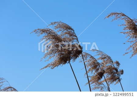 北風のなびく葦の枯れ穂 122499551