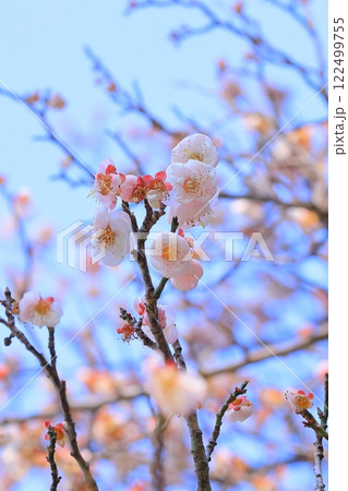 青空に映える桃梅 122499755