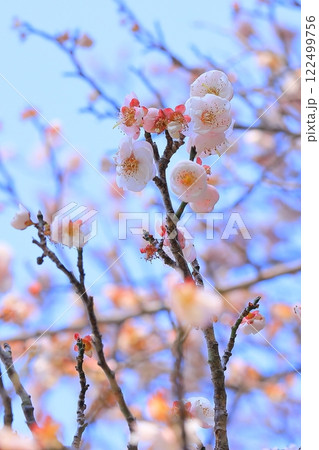 青空に映える桃梅 122499756