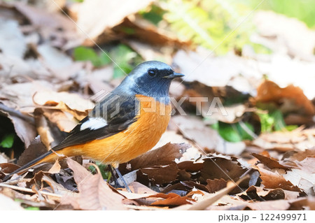 ジョウビタキ（オス） 122499971