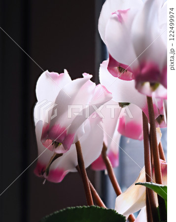 シクラメンの花びらマクロ撮影 122499974