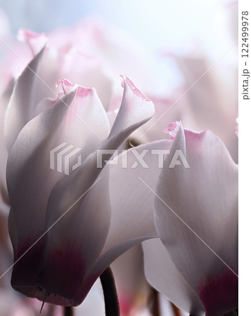 シクラメンの花びらマクロ撮影 122499978