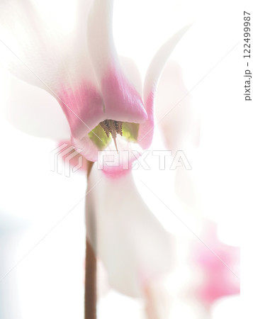 シクラメンの花びらマクロ撮影 122499987
