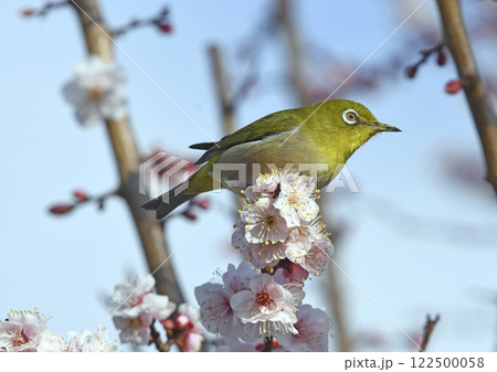 満開の白梅にメジロさん （春イメージ）（ ほのぼのイメージ ） 122500058