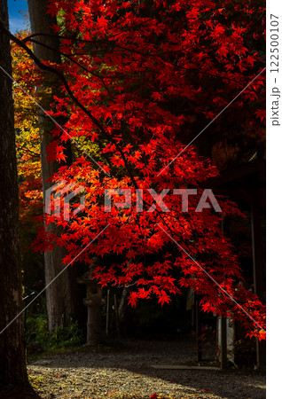 紅葉が美しい秋の境内、もみじ三山の里、11月21日、日本 122500107