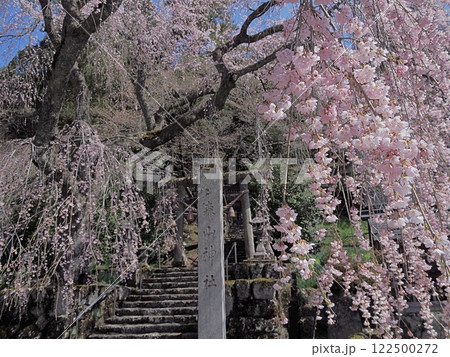 森山神社の満開の枝垂れサクラ 森山神社の満開の枝垂れサクラ 122500272