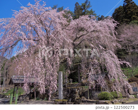 森山神社の満開の枝垂れサクラ 森山神社の満開の枝垂れサクラ 122500273