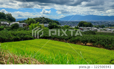 山の辺の道 刀根早生発祥の地萱生町 二ノ瀬池から稲穂と西殿塚古墳、畝傍山、耳成山 '24年9月18日 122500341