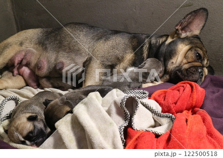 french bulldog puppy very nice french bulldog puppy very nice 122500518