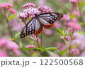 アサギマダラ 122500568